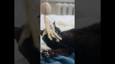 Cute Cat Playing