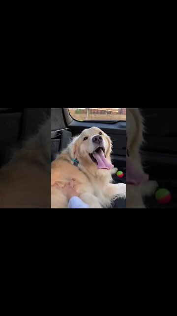 PANTING DOG: TRY NOT TO LAUGH...#shorts