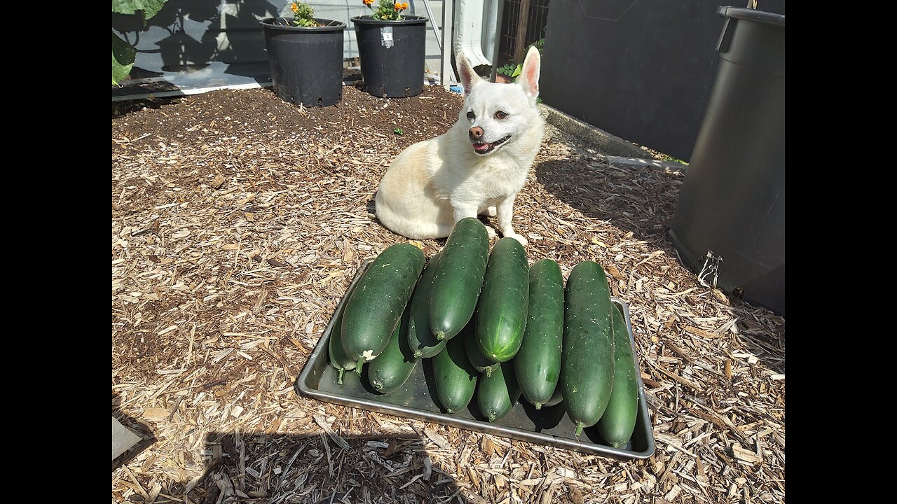 Harvesting More Hossinator Cucumbers 6/27/24