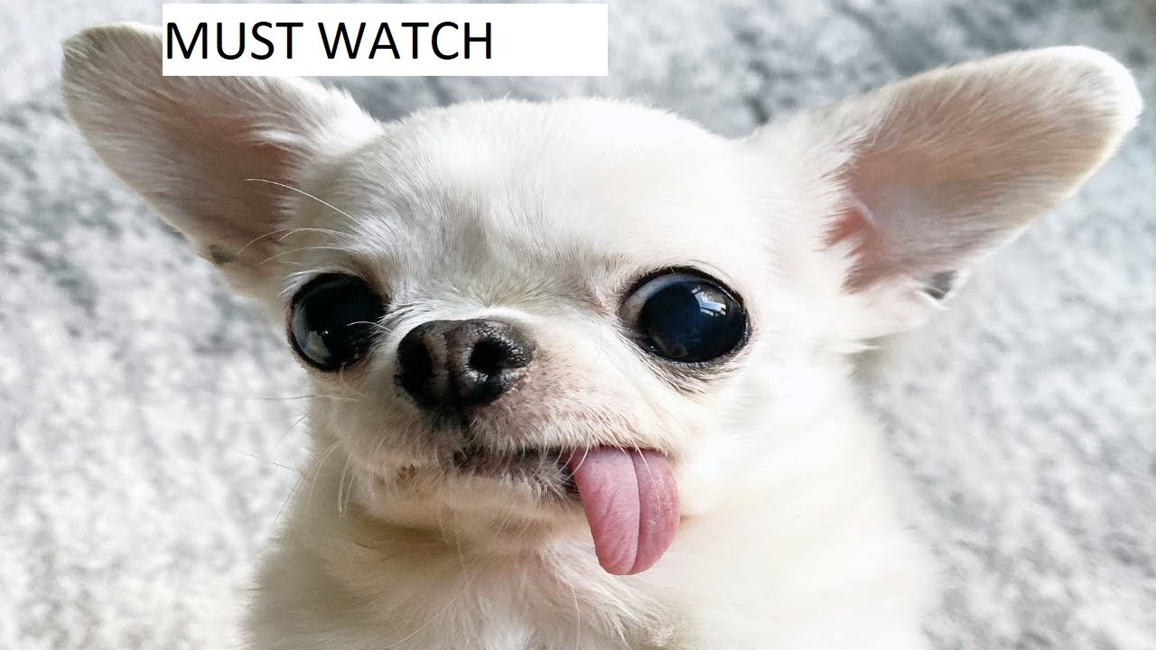 Super FUNNY ANIMALS VIDEOS compilation