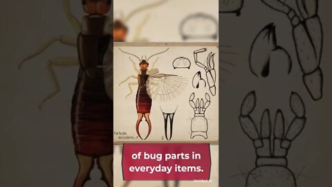 Are you eating bugs, Fun Facts, #shorts.