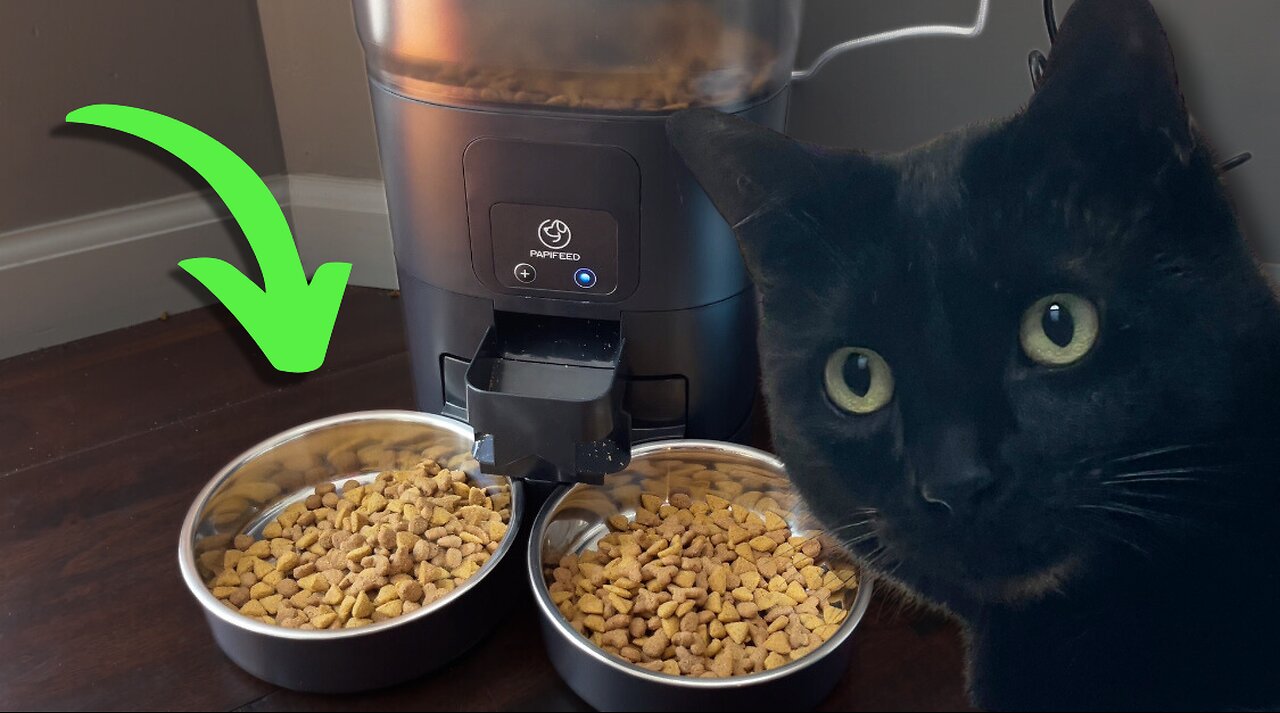 Feed Your Cats When You Aren't Home! - Automatic Pet Feeder Review