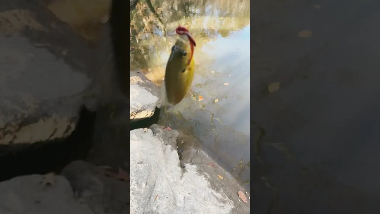 4th fish of the day! Bluegill! #fishing #outdoors #nature