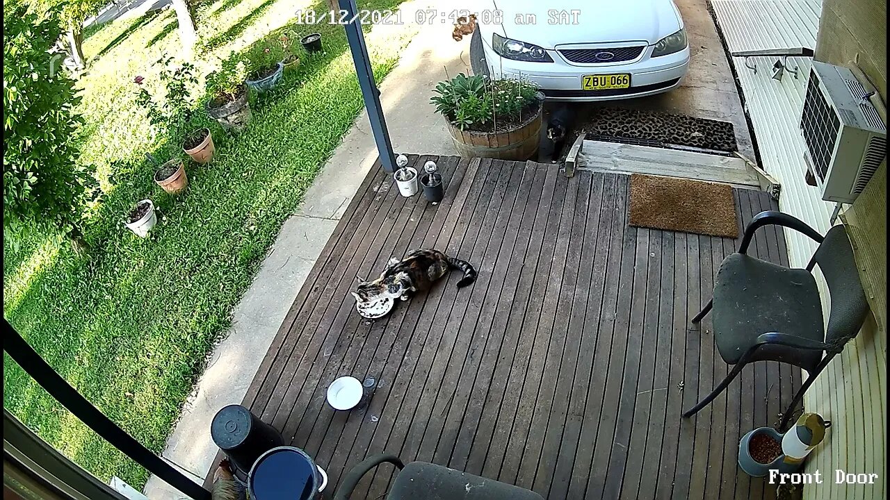 Stray Multi with Rachel & Lippy