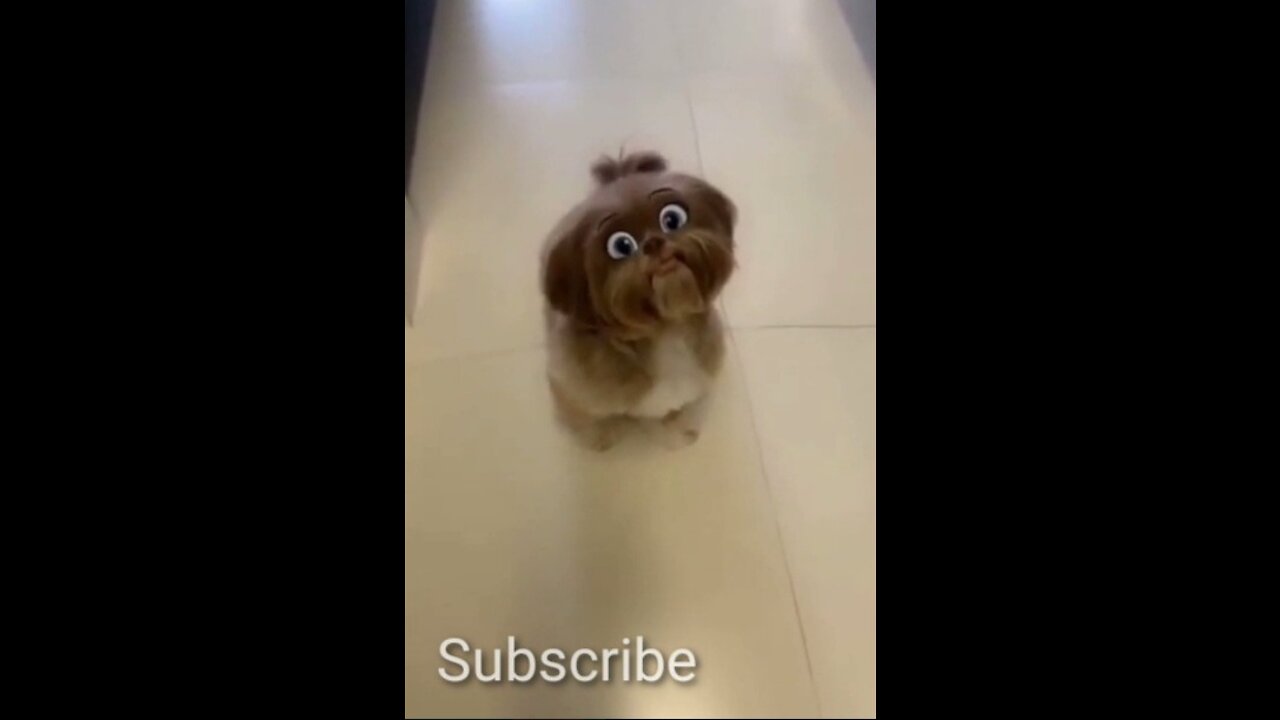 Very beautiful cat Funny Dog Videos 2021 😂 Try not to laugh