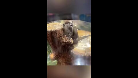 Feeding otters like a pro