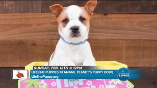 Watch The Puppy Bowl! // Lifeline Puppy