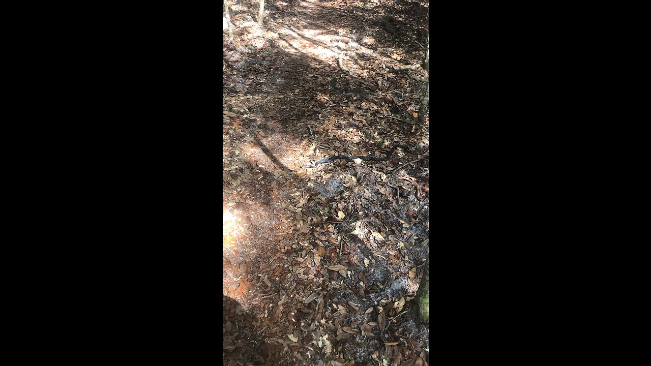 Black Racer sunning in middle of bicycle trail