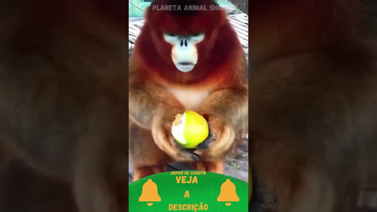 Macaco Comendo Laranja do Mato #shorts