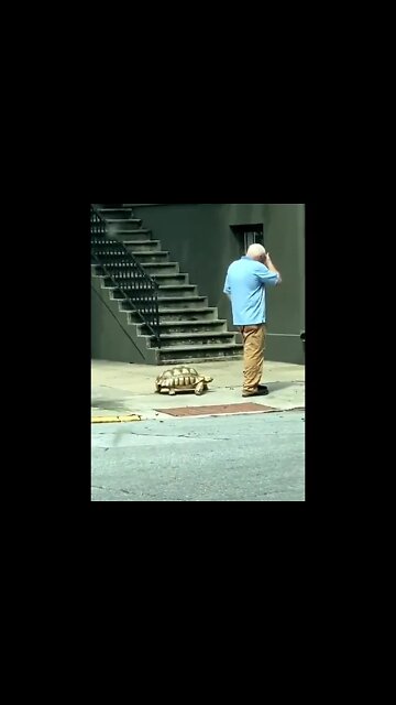 You already seen a guy walking his pet turtle?