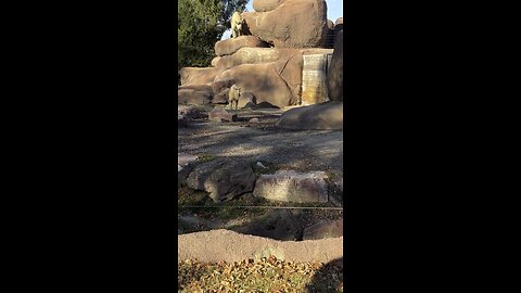 St. Louis Zoo aggressive animal starts a fight!🦬🦬🦬