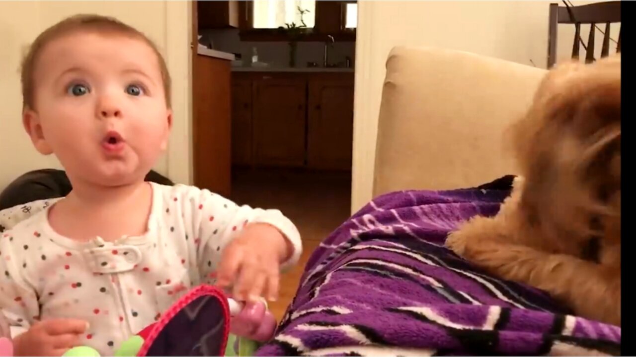 Funny Babies Playing with Dogs Compilation