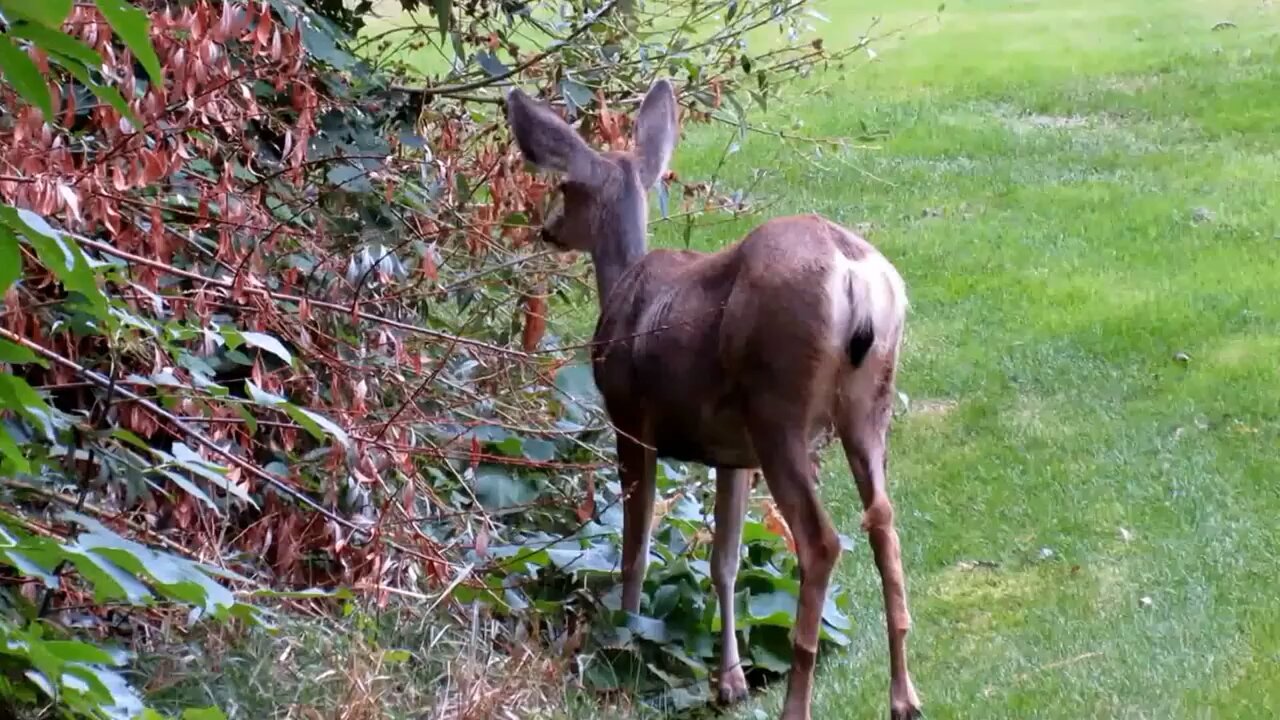 Good Morning Deer