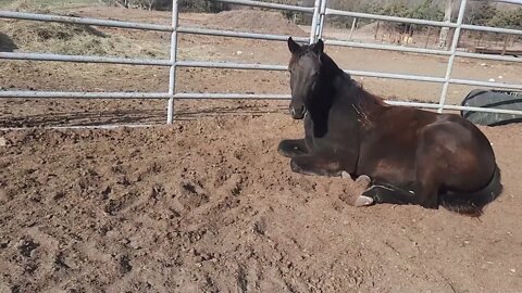 Traveling cross country with baby horses.