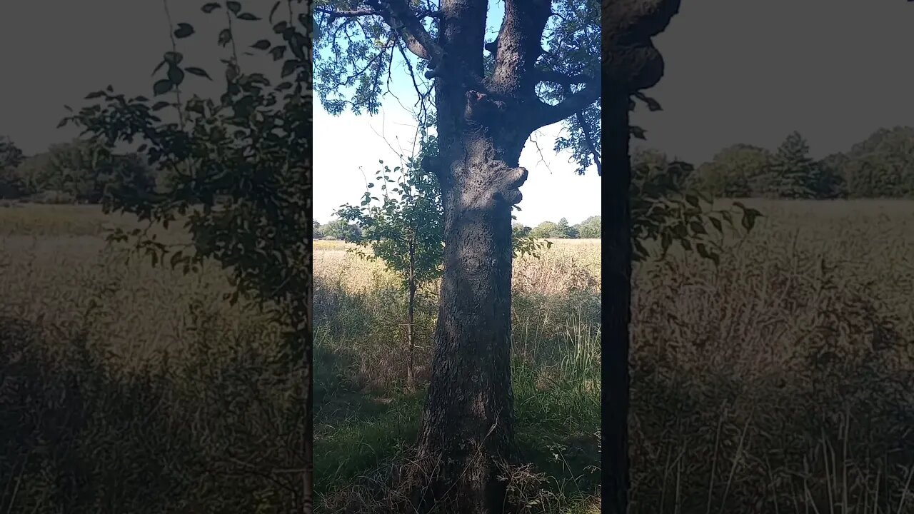 DO YOU SEE A BEAR OR A WOLF ON THIS TREE? (10/10/23)