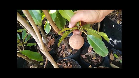 frutíferas produzindo em vaso limão caviar laranja parreira grumixama anã cereja do rio grande...