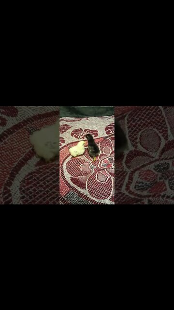 Forest's two chicks a couple of days old