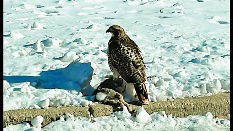 Eagle Eating Animal