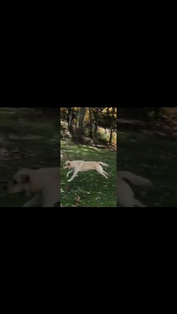 funny videos, addictive comedies #020