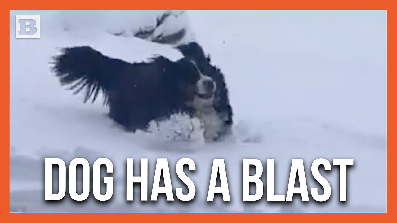 Dog Has a Ball Playing in Heavy Snow in Buckfield, ME