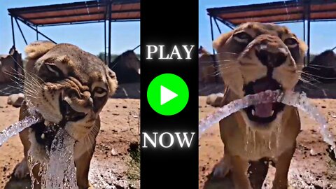 thirsty cub trying to drink water | cub is enjoy the process to drink water