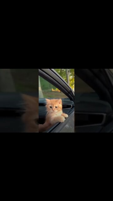 funny viral/ 🐈🔆❤️