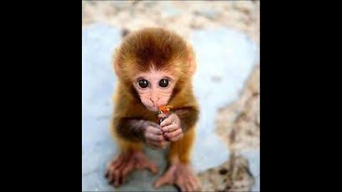 Monkey See Monkey Do! (Baby Edition) - Cutest Compilation