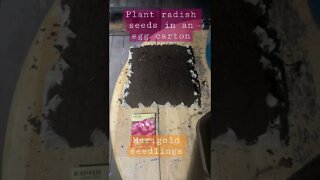 GodSpeed Garden Hack #001: Radishes in Egg Carton