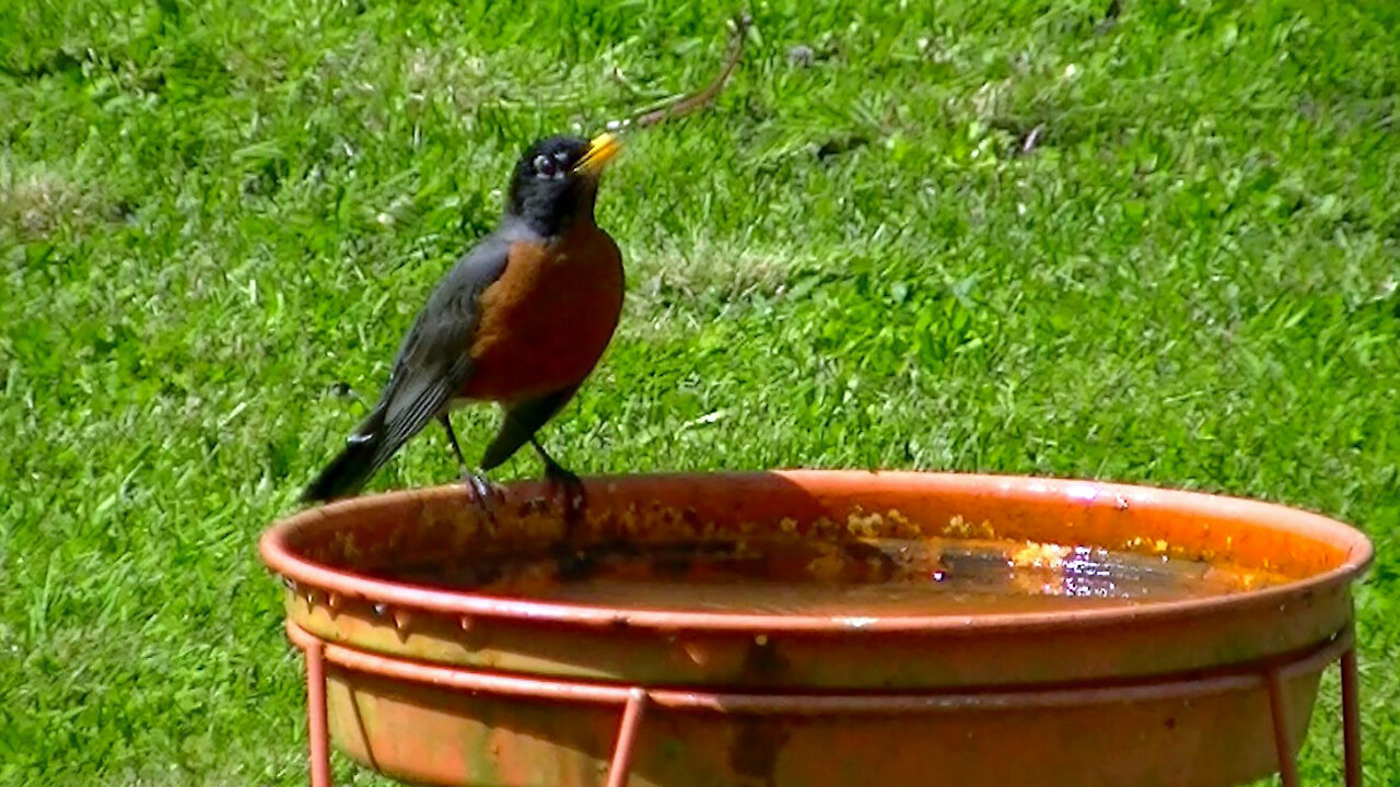 IECV NV #515 - 👀 American Robin Exploring The Yard And Getting A Drink Of Water 5-3-2018