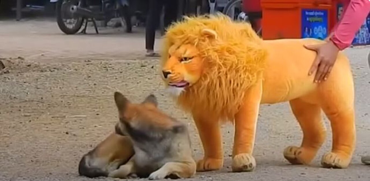 Troll Prank Dog Funny & fake Lion and Fake Tiger Prank To dog & Huge Box Prank to dog