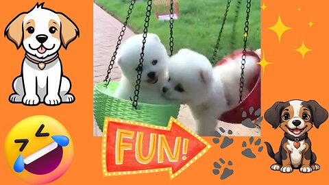 Funniest Animals in the World 2024😹 Try not to Laugh 😂 Funny Videos 😻🐶 | Part 27 😁Funniest Cutie Puppies