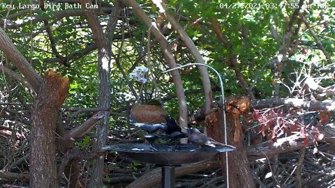 Female grackle shows approval display