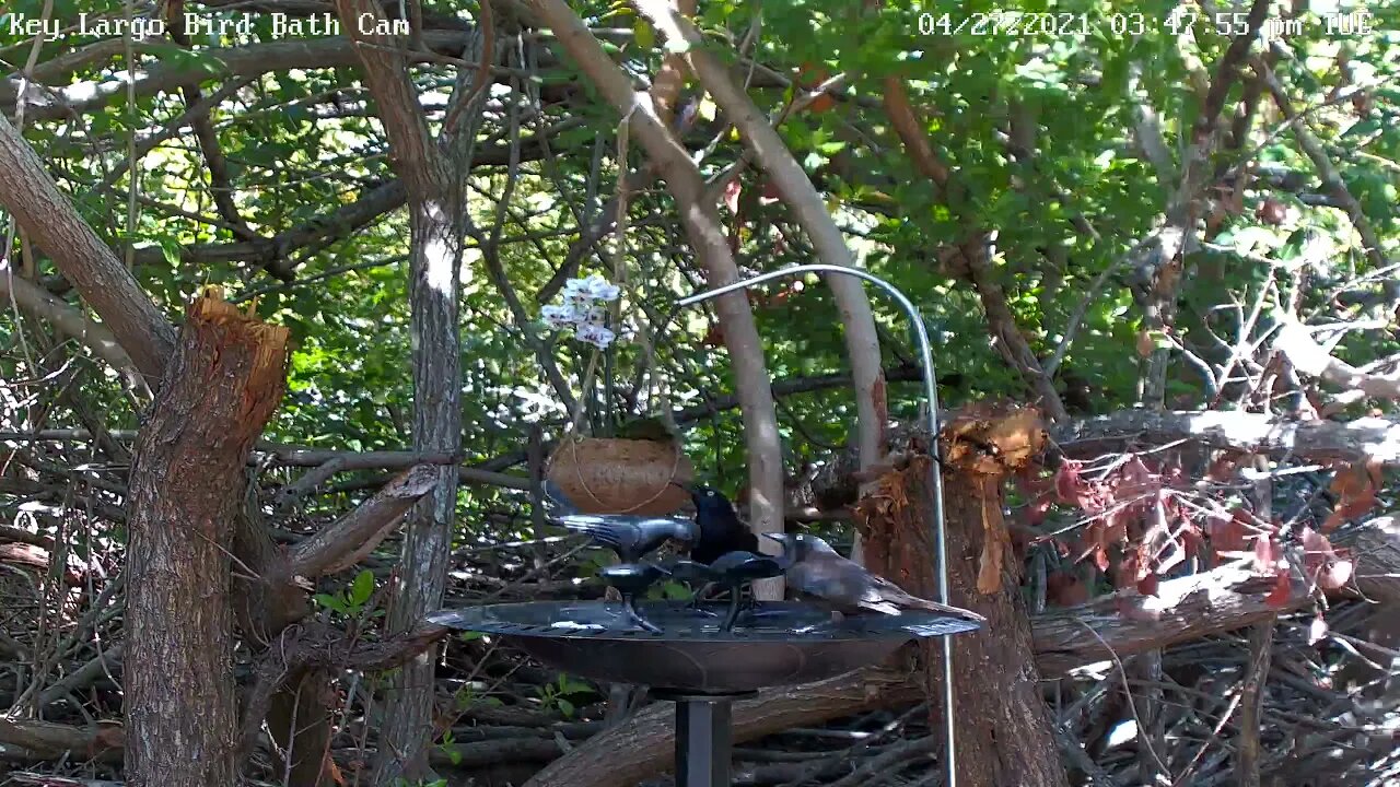 Female grackle shows approval display