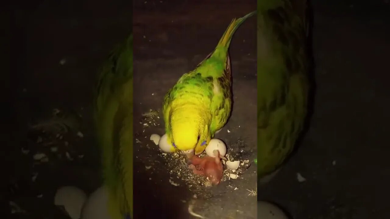 cute parrot feeding to her child | baby parrot feeding