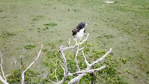 a young hawk watching the drone