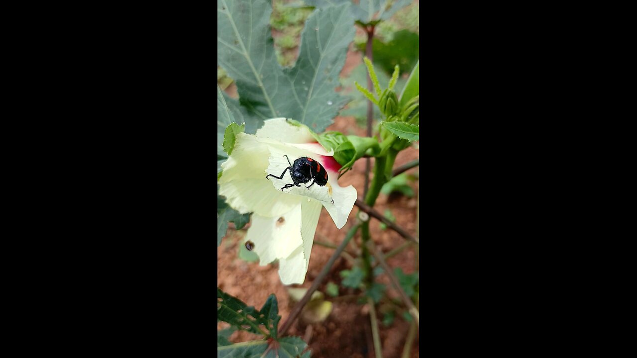 Colourfull insect on flower.