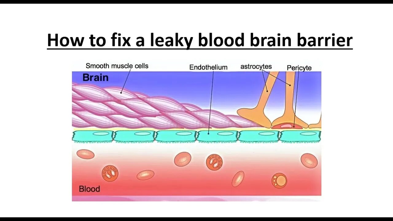 Blood Brain Barrier Disruption - Natural Treatment Options