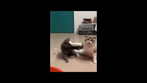 This Video Make You Laugh a Lot || Funny Cats😼😼😼