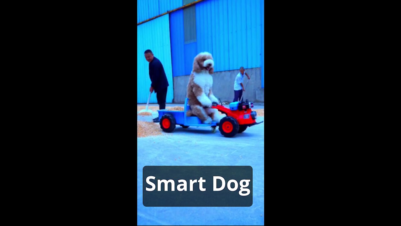 Trained Smart Dog working loyally. Intelligent