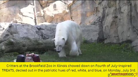 Critters at the Brookfield Zoo in Illinois chowed down on Fourth of July-inspired TREATS