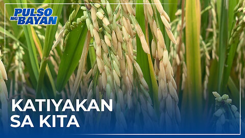 Panukalang batas na magbibigay katiyakan sa kita ng mga magsasaka ng bigas, inihain sa kamara