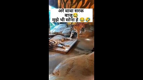 😲See 🐅 Tiger go to sleep✨️🤣😅