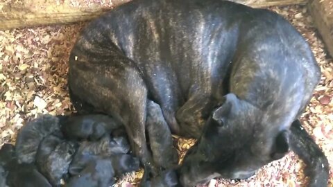 12 pups (7m & 5f) out of Scratch x Phoenix born 2/10/22