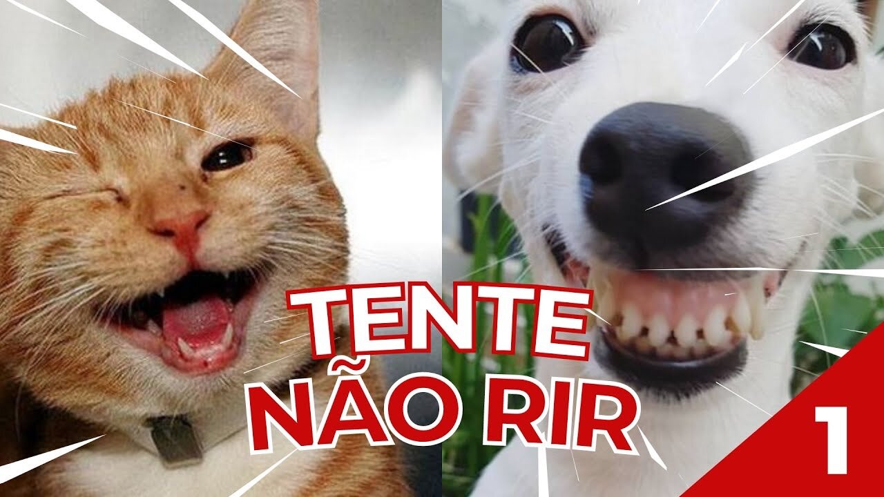 🤣 ANIMAIS ENGRAÇADOS 2021 - TENTE NÃO RIR 🤣