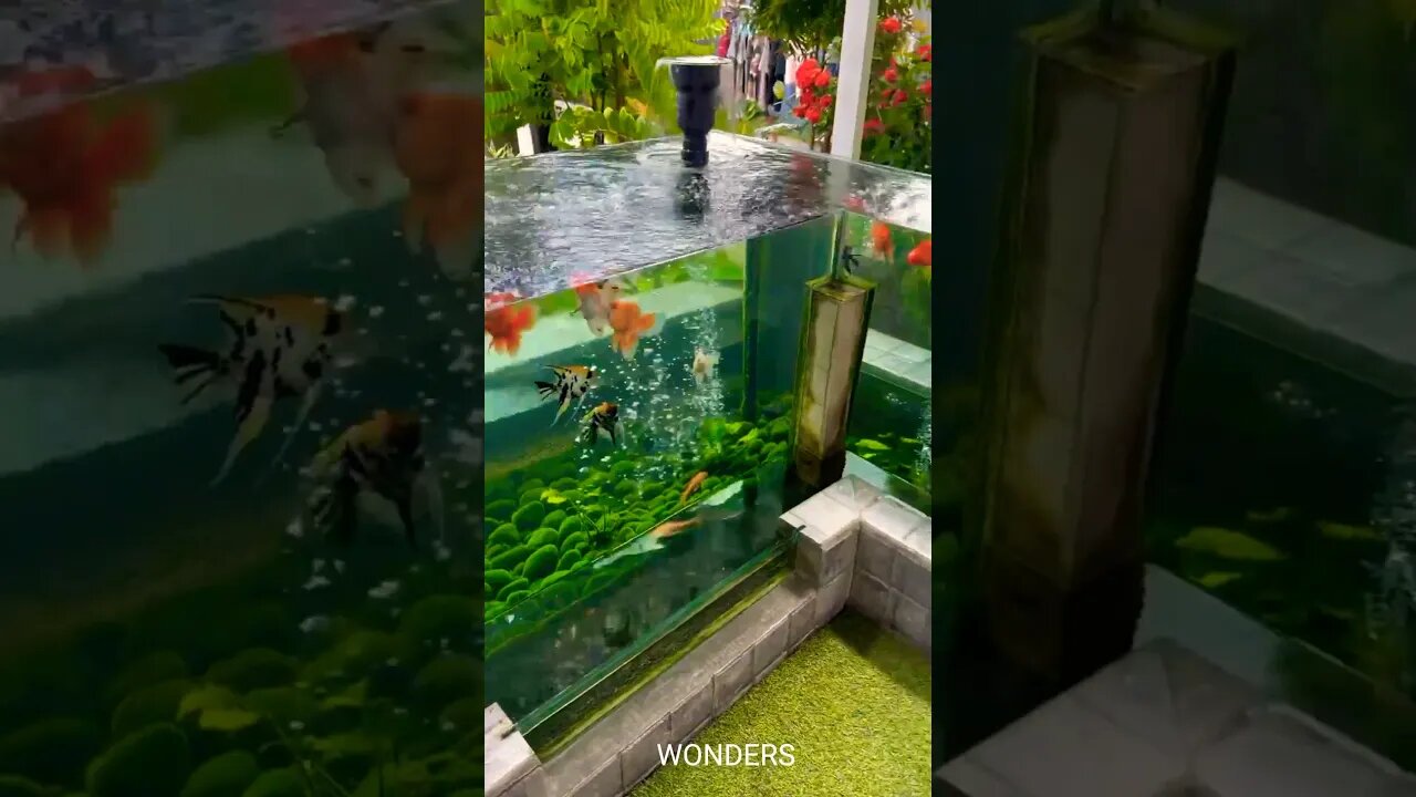 Fishes Enjoys Aquarium Life#wonders #fish #seacreature #sea #beautiful #wow