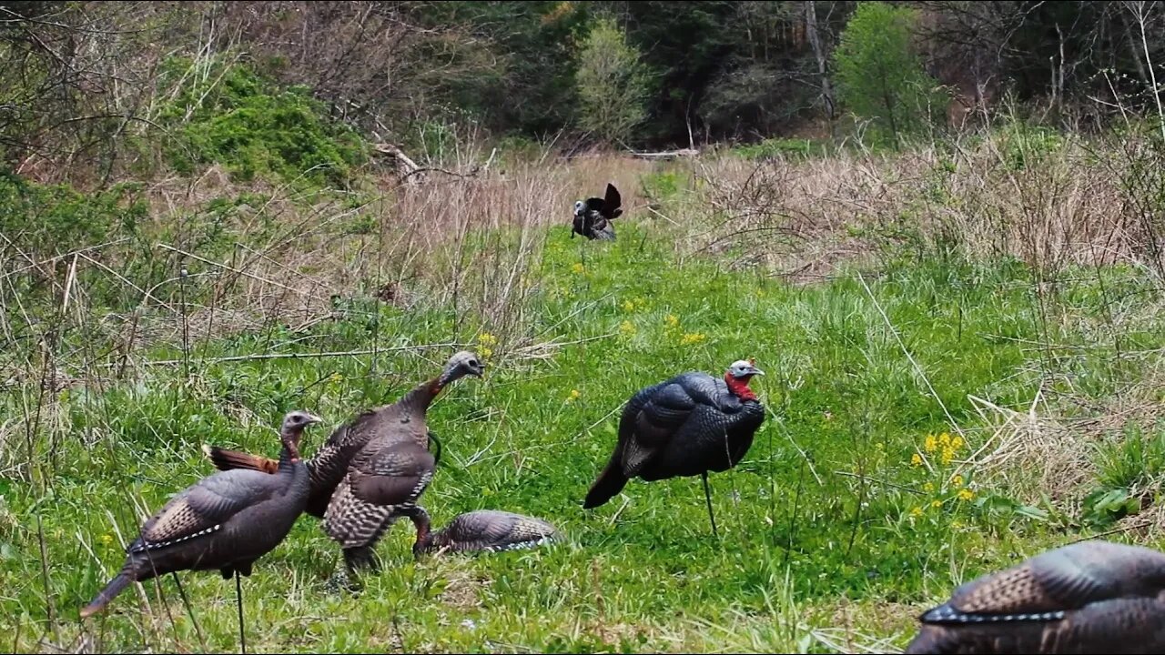 Long Shot Tom's - Spring Turkey Hunting