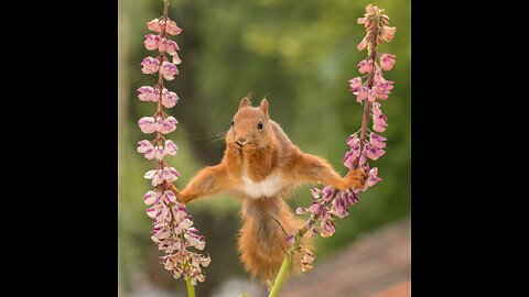 Adorable Animal Friendship Videos of 2023