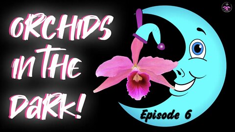 Orchids | Blooms at night 🌸🦉 Amazing Details not seen in Daylight 🌸🦉 Midnight Orchid Snack 🌸🦉 Ep. 6
