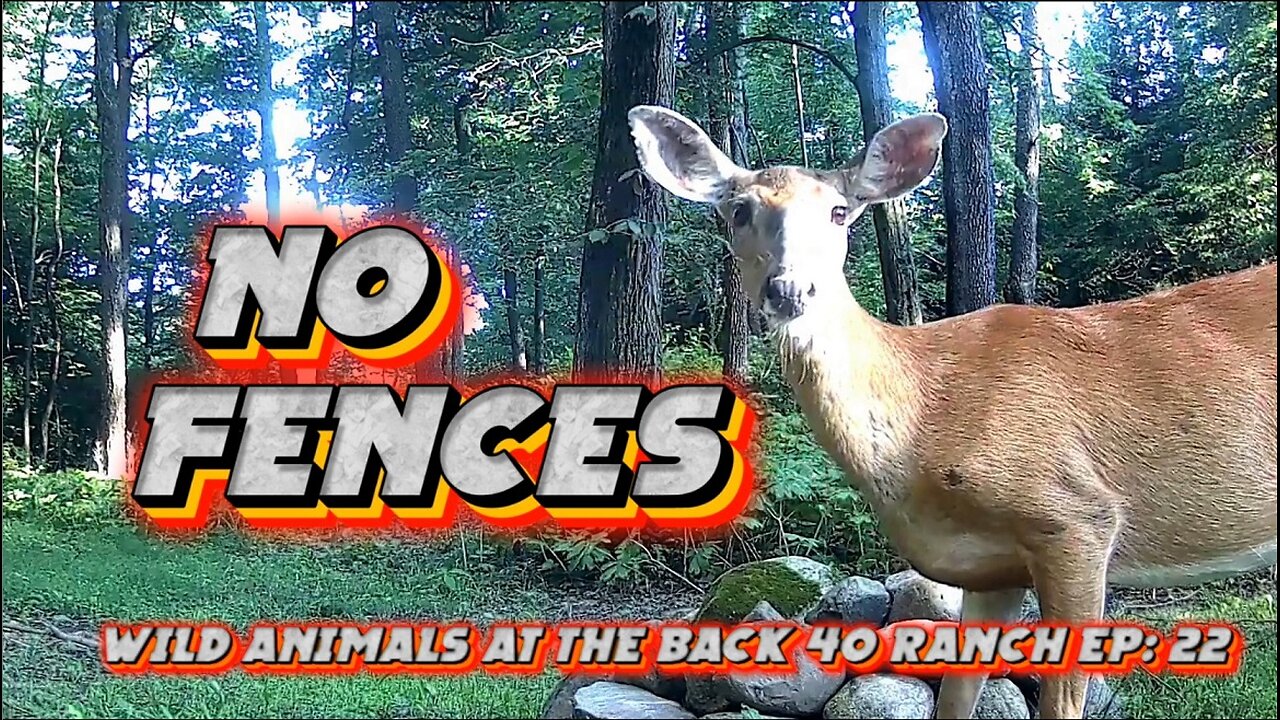 Wild Animals at the Back 40 Ranch EP: 22