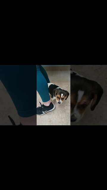 One of 61 rescued from puppy mill... #puppy #rescue #puppymill #sgort #metaldetecting